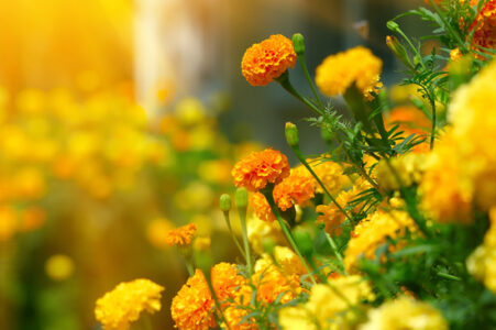 Companion Plants: Beneficial and Pest Repellent Help for Crops Image
